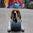 Un robot appelé Laïka pour une interaction à distance avec son chien