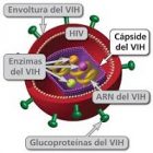 Recherche, le système immunitaire détecte mieux le VIH avec NONO