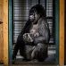 Naissance d’un bébé gorille issu d’une espèce menacée dans la Loire