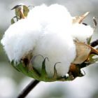 Gap mise sur le coton durable dans un souci de protection de l’environnement