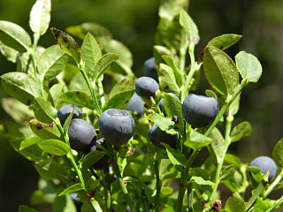 Myrtilles et maladies cardiaques, consommation de ces fruits rouges pour le coeur et la sante cardiaque