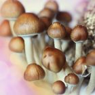 Les intoxications liées aux champignons ont augmenté