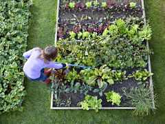 Jardinage en confinement, creation d un potager et activites au jardin