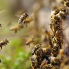 Abeilles : comment protéger ces insectes pollinisateurs ?