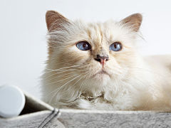 Animaux influenceurs sur les reseaux sociaux : Choupette la chatte de Karl Lagerfeld
