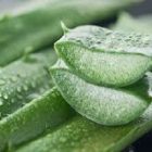 Les bienfaits beauté et les recettes maison de l’ aloe vera