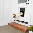 Une porte connectée pour chien, la solution quand vous êtes au boulot !