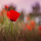 Le coquelicot et ses multiples atouts pour le métabolisme