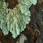 Lichen : comment ce champignon aide-t-il le métabolisme ?