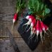 Le radis rouge, un allié pour la santé et le métabolisme