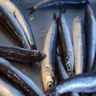 Santé : l’anchois et ses multiples vertus