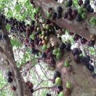 Santé : les multiples atouts du jaboticaba