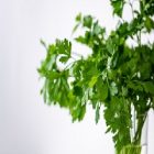 Persil : une plante qui métamorphose la peau