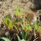 Pourpier : un légume à multiples vertus pour le corps