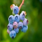 La myrtille et ses multiples vertus beauté