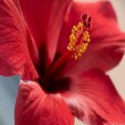 L’hibiscus et ses nombreux bienfaits pour le corps