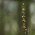 Des plantes bénéfiques pour la peau et les cheveux