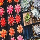 Des astuces essentielles pour entretenir les succulentes de votre jardin