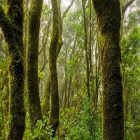 Les espaces verts et leurs vertus pour l’environnement