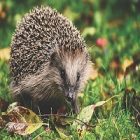 Jardin : quels sont les insectes bénéfiques pour le potager ?