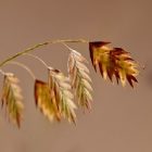 Acné : certaines plantes préviennent cette imperfection cutanée