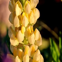 Des fleurs de lupin jaune
