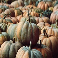 Plusieurs citrouilles étalées