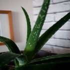 Le jus d’Aloe Vera et ses multiples atouts pour le corps