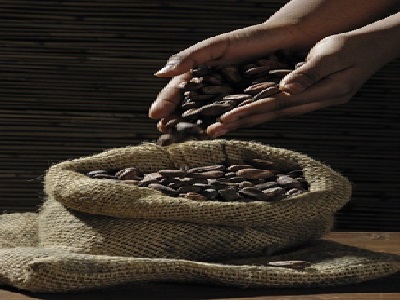 Le fait de verser le cacao dans un sac en jute