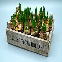 Des plantes dans une caisse en bois