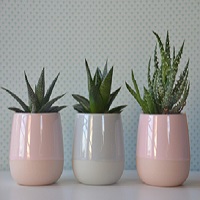 Des plantes succulentes dans des vases de couleur pastel