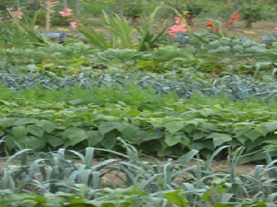 Un Jardin bio avec des légumes