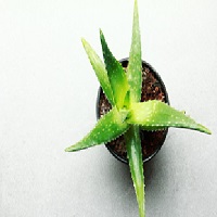 De l’aloe vera dans un pot