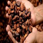 Le cacao et ses multiples vertus beauté
