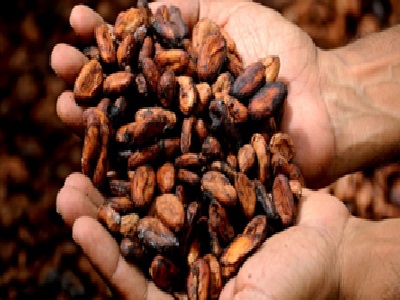 des fèves de cacao