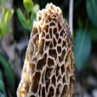 Morille : un champignon bénéfique pour le corps