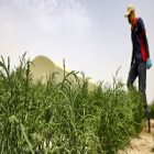 Salicorne : les Émirats étudient les qualités agricoles et bienfaits santé de la plante