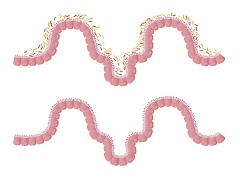 Illustration de la flore intestinale