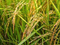 Du riz dans une rizière