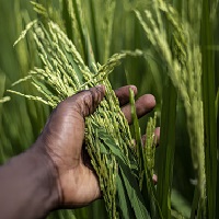 Une main tenant des graines de riz