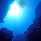 Under The Pole : une étude des forêts marines