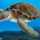Les tortues marines victimes malheureuses du réchauffement climatique