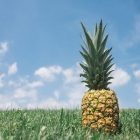 L’ananas procure de nombreux bienfaits pour la santé humaine
