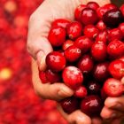 Les vertus des cranberries pour la prévention des infections urinaires