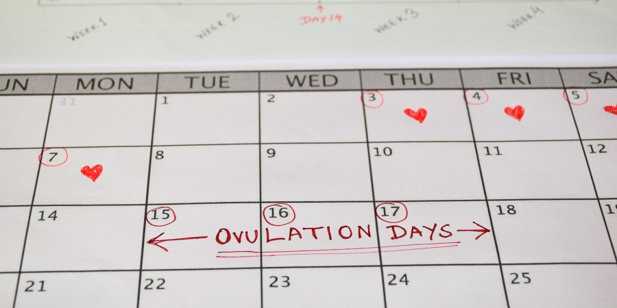 Un calendrier qui retrace le cycle menstruel d’une femme