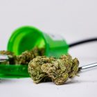 Douleur chronique : le cannabis thérapeutique, un calmant à envisager