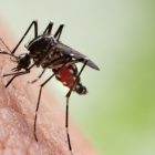 Santé : des remèdes naturels à connaître pour éloigner les moustiques