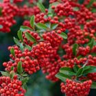 Le yaupon est la nouvelle source de caféine qui booste la bonne humeur