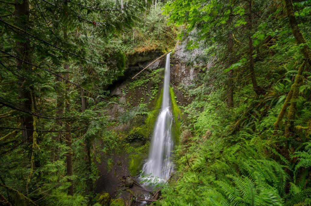 Une petite cascade dans une forêt