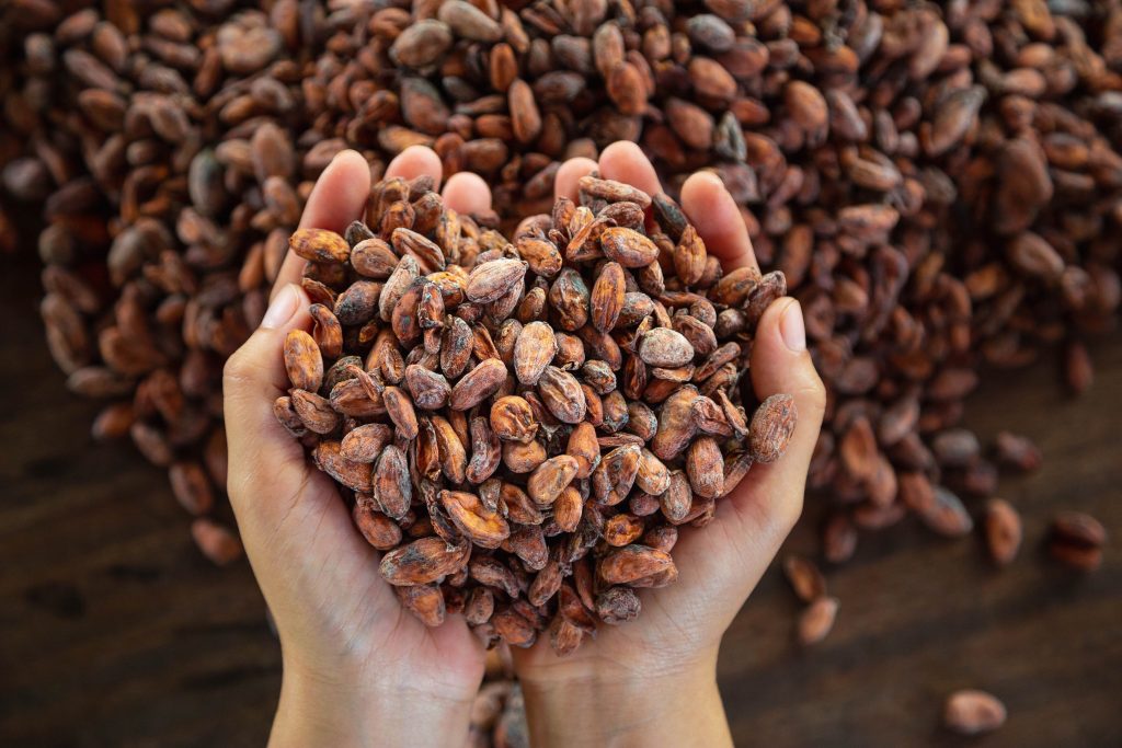 Une poignée de fèves de cacao 